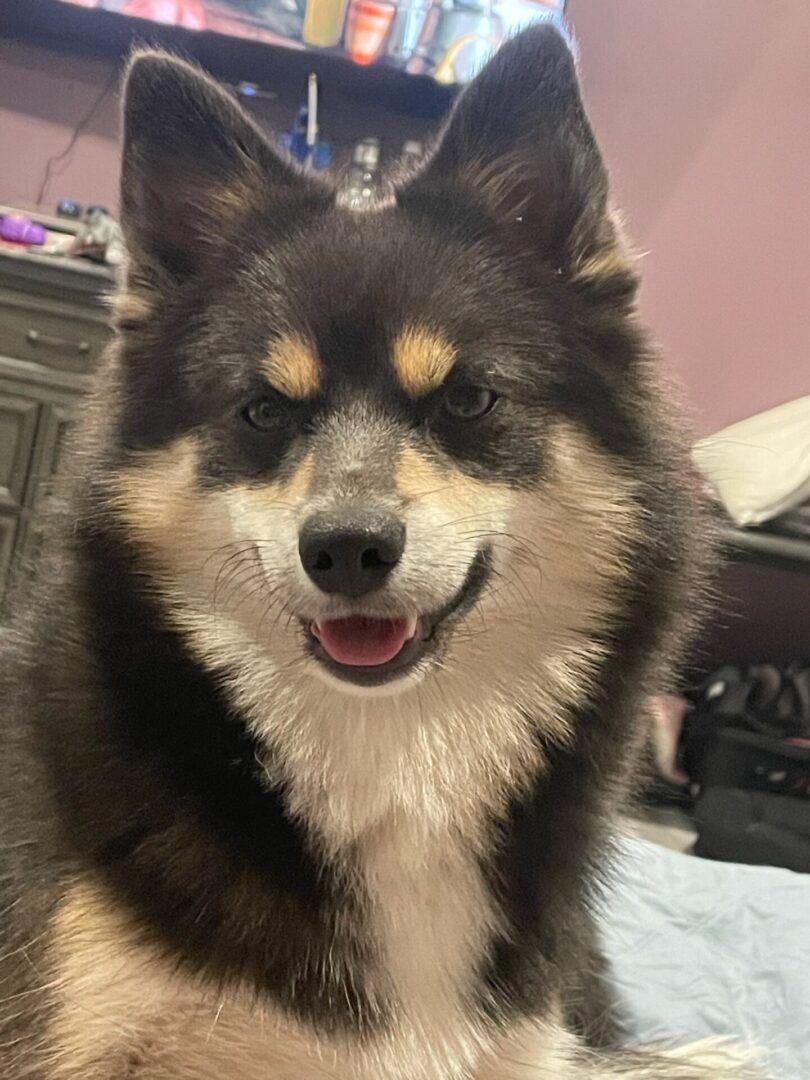 A dog with a blue eye sitting on the floor.