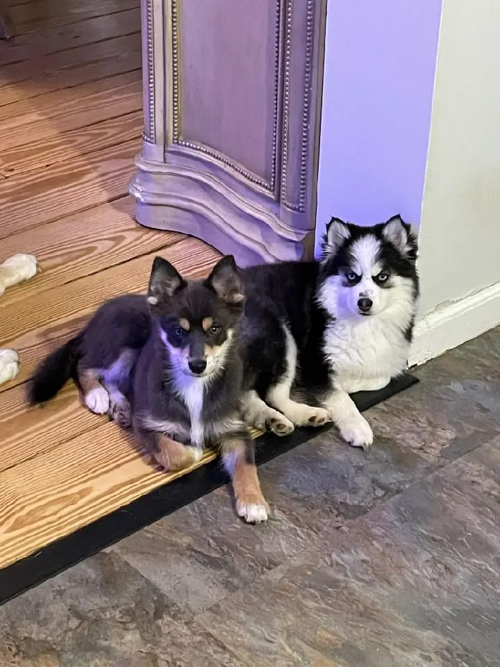 Two dogs at the door