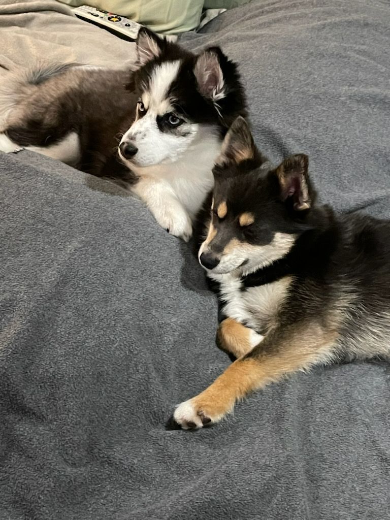 Two puppies are sitting on the bed