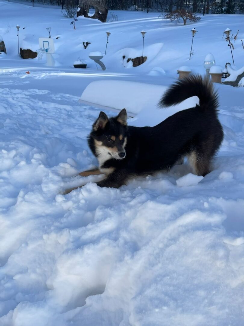 A dog in a snow ice