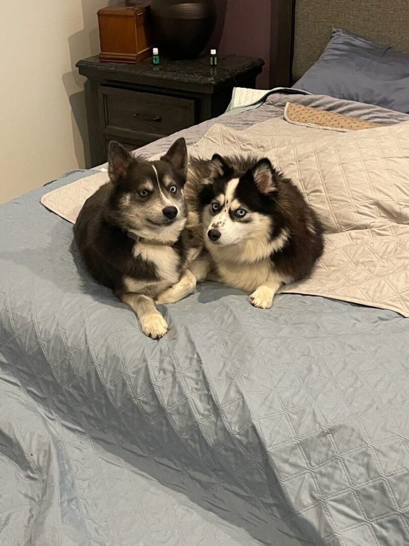 Two small puppies on the bed