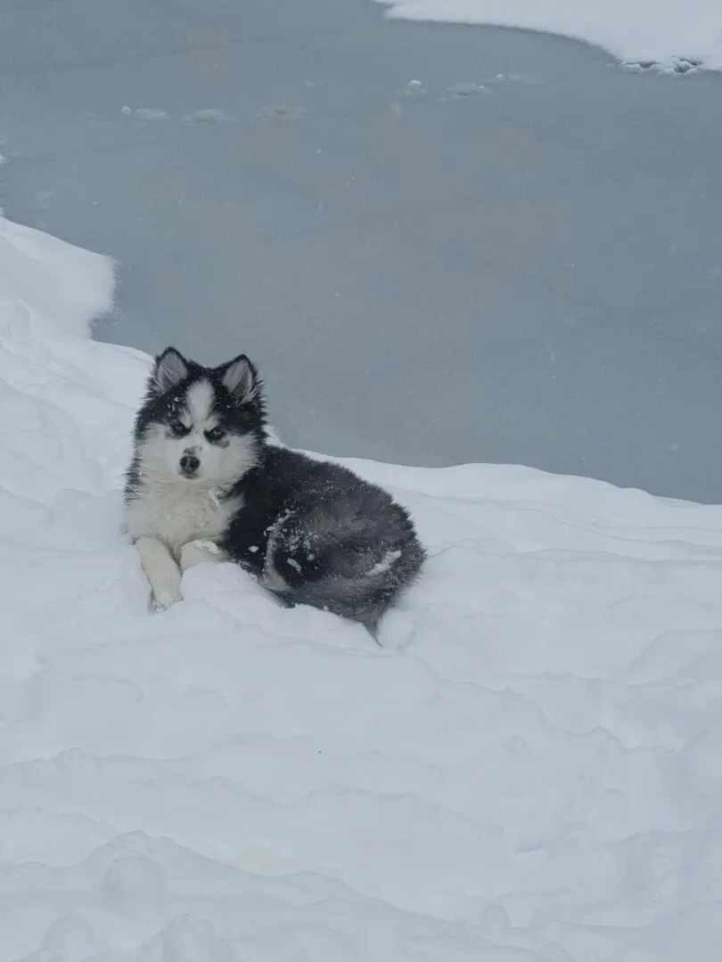 A puppy on the ice snow