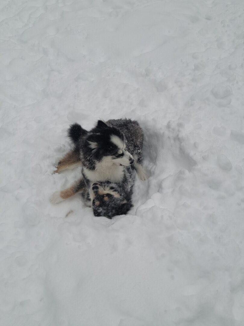 A puppy playing on the snow