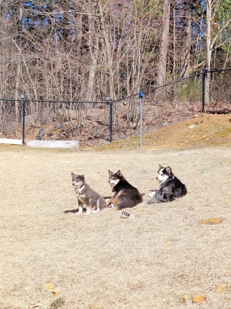 Three dogs in a sunny day