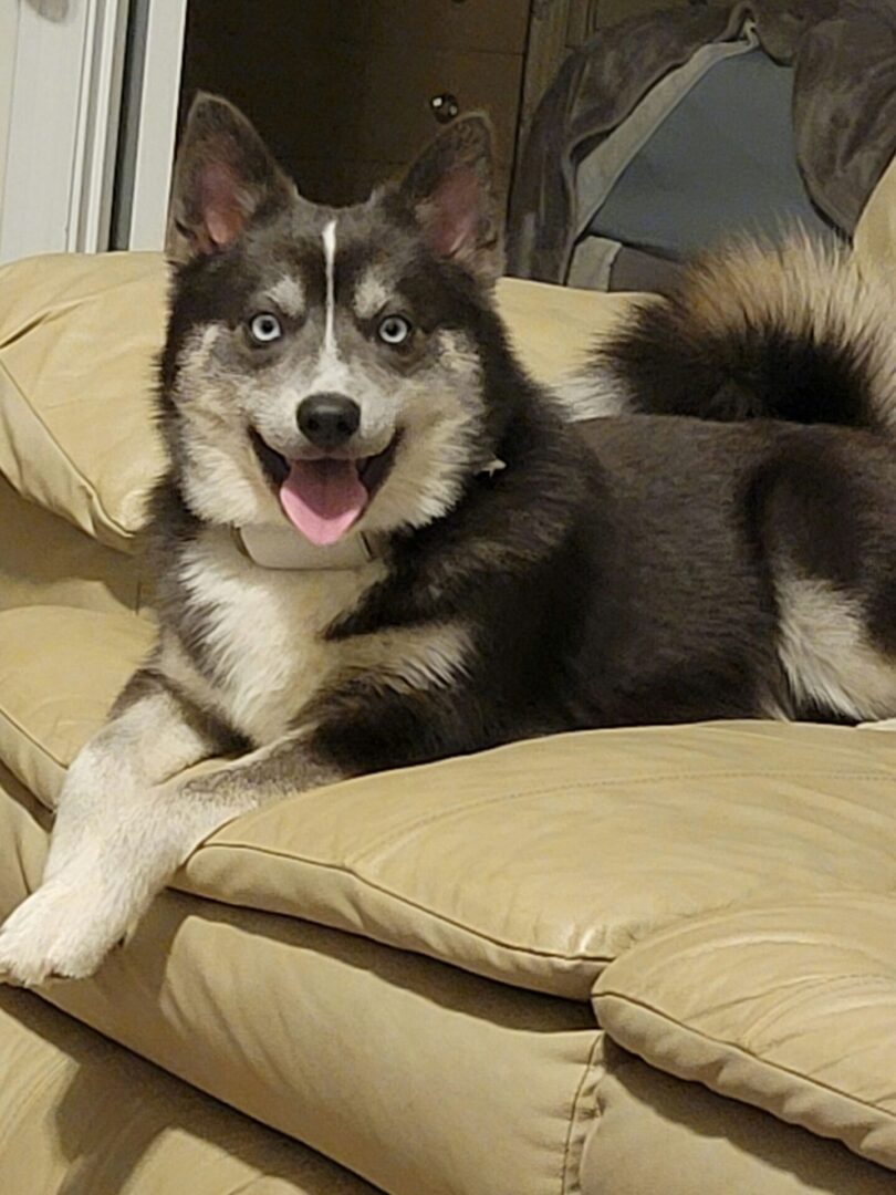 Portrait of a sitting dog in a sofa