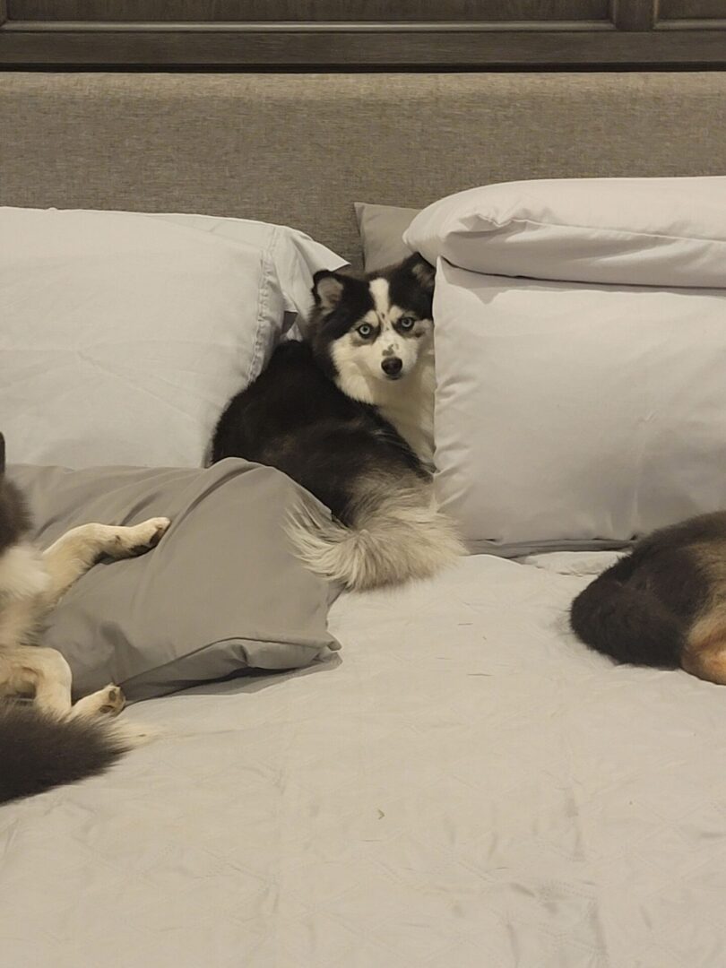 Three dogs on a bed