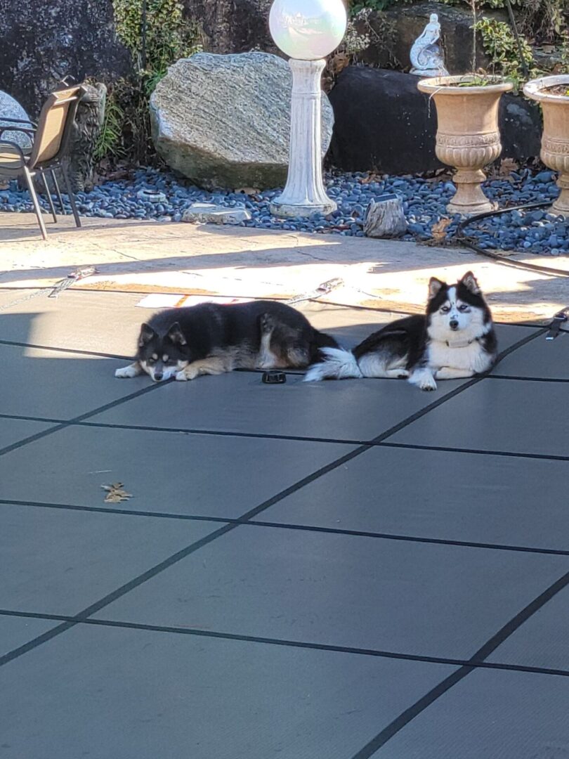 Two dogs at outside the floor