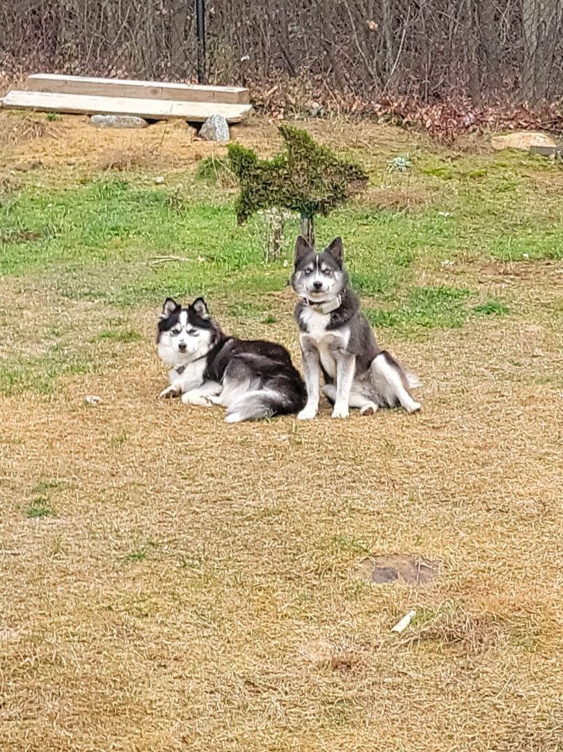 Two dogs in a dry grass