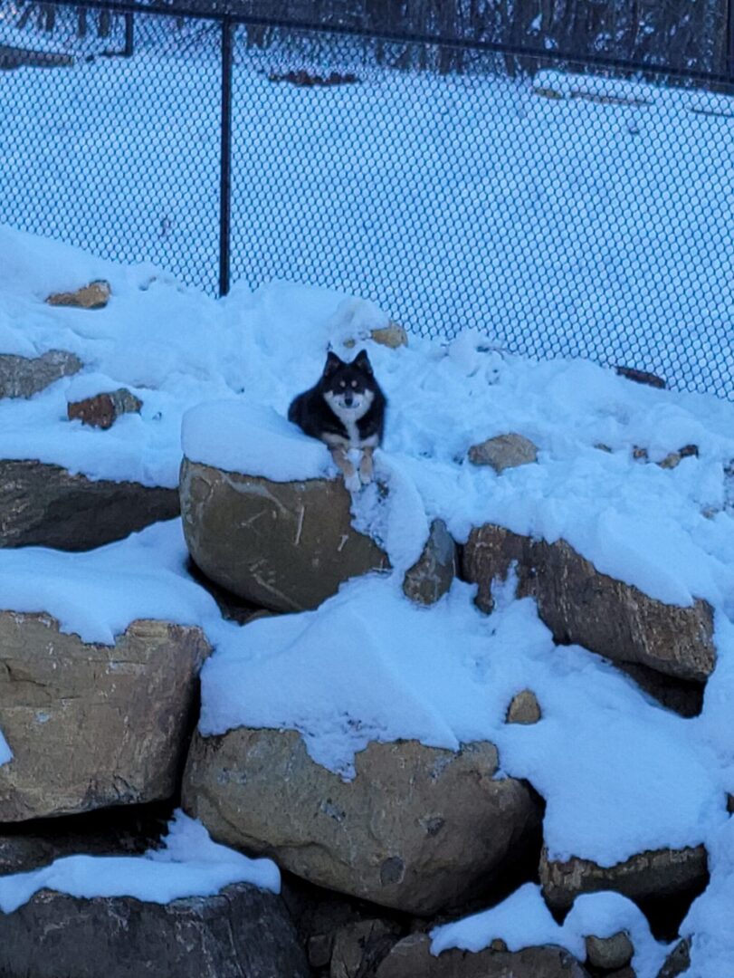 A dog at ice snow