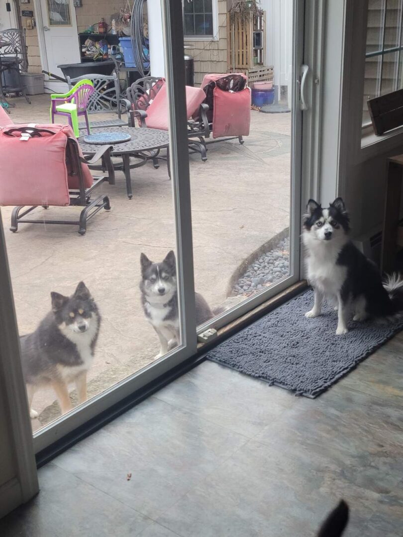 Portrait of three puppies at window