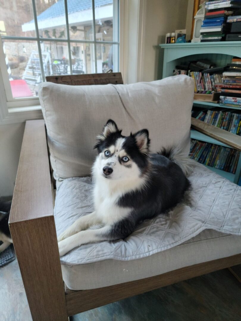 A dog in a wooden chair