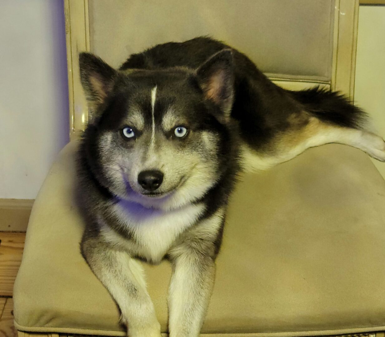 A dog sitting on top of a chair.