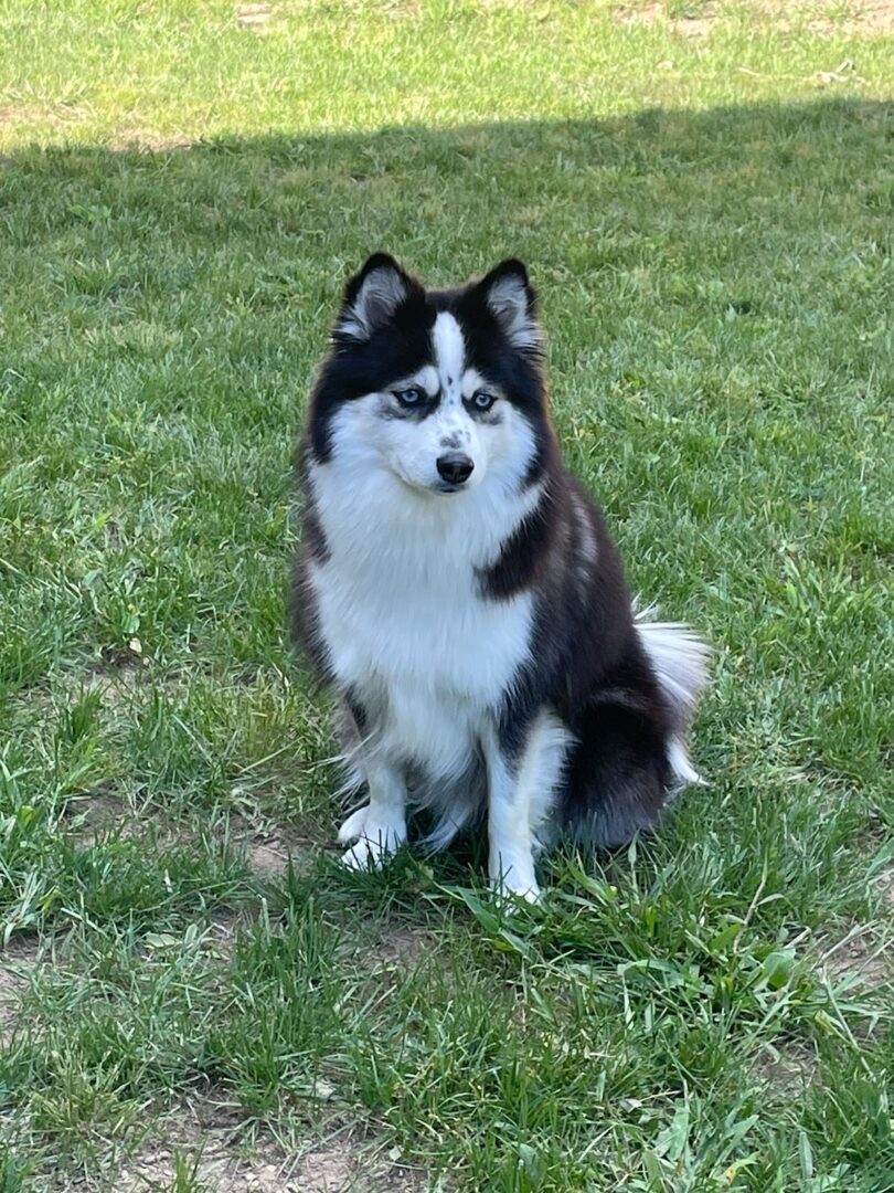 A black and white dog sitting in the grass.