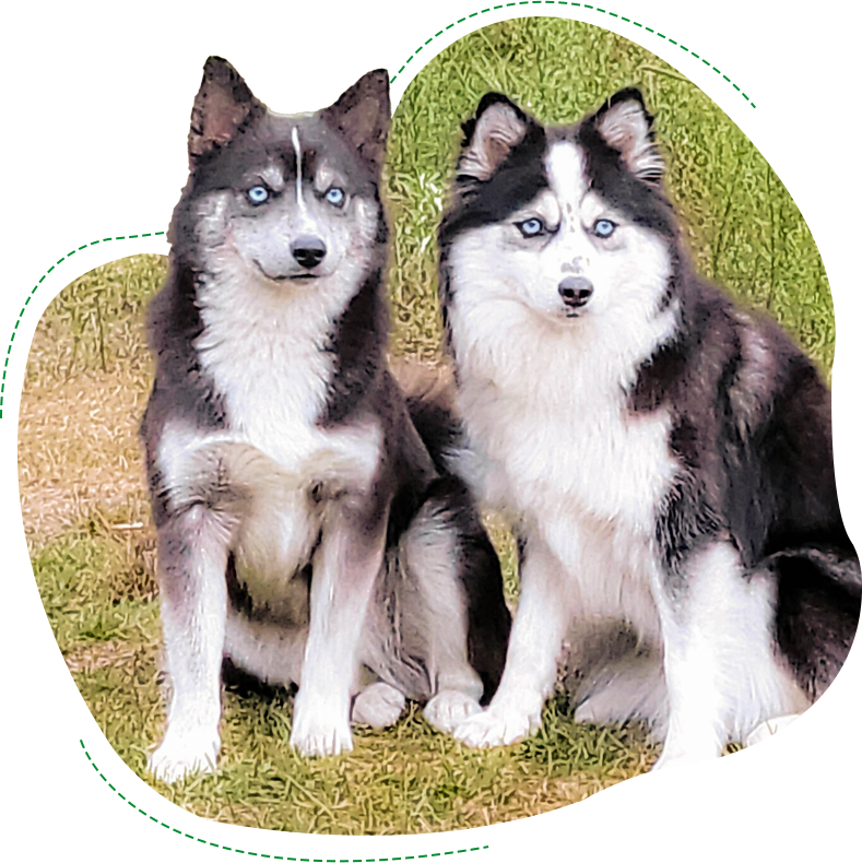 Two husky dogs sitting on the grass together.