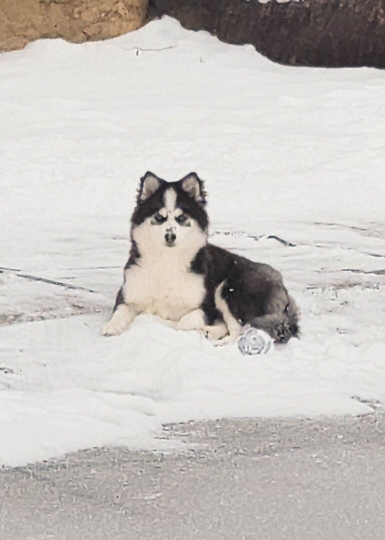 Small puppy in a snow ice