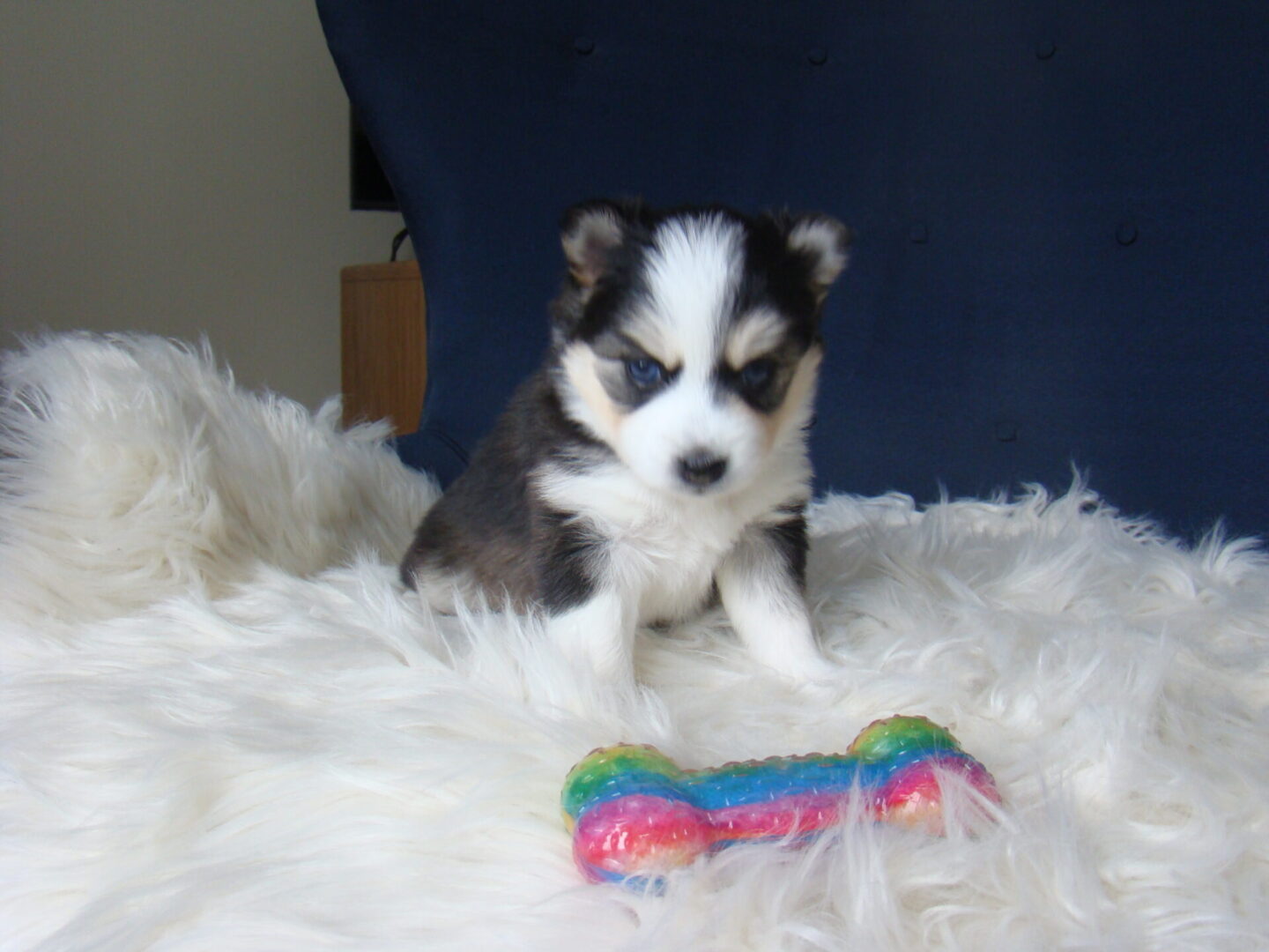 A puppy sitting on top of a white blanket.