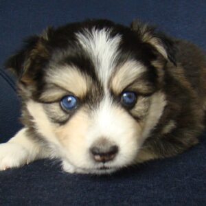 A puppy with blue eyes laying on the ground.