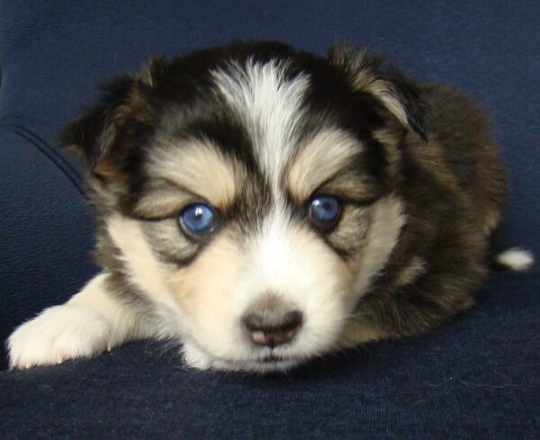 A puppy with blue eyes laying on the ground.