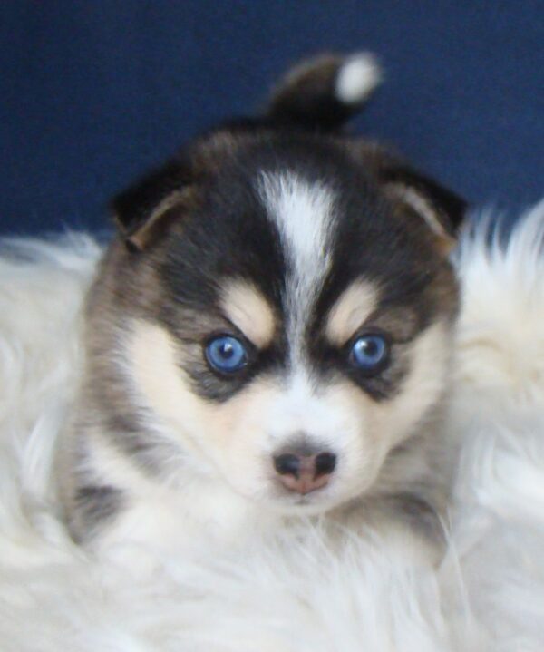 A puppy with blue eyes sitting on top of a blanket.