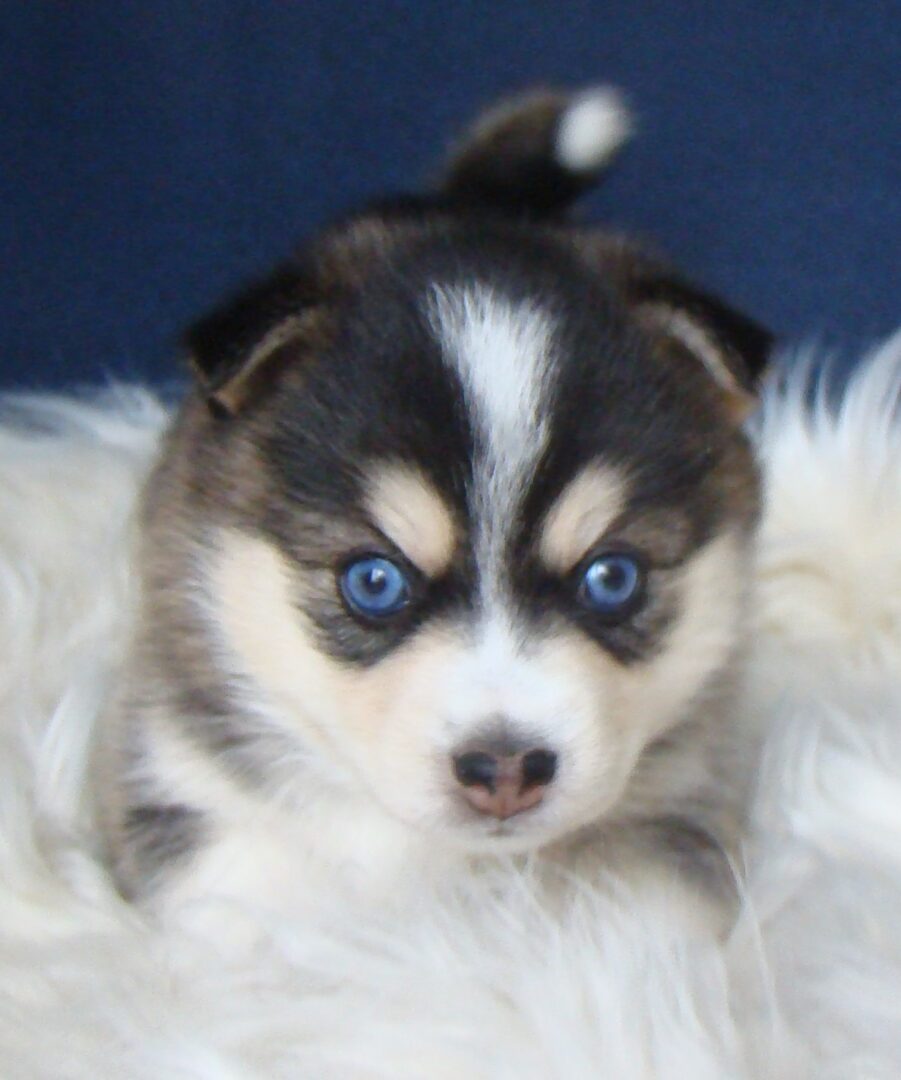 A puppy with blue eyes sitting on top of a blanket.