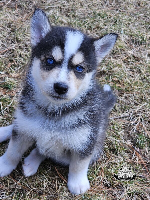 A black and white puppy on the ground