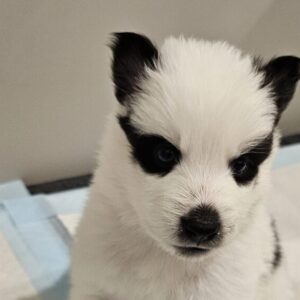 A black and white puppy.