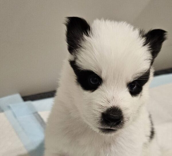 A black and white puppy.