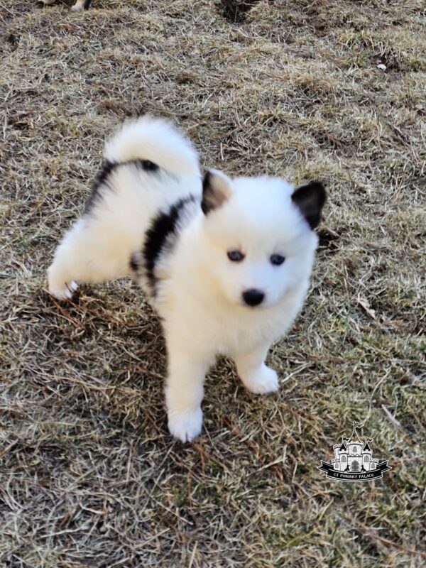 A black and white puppy on the ground